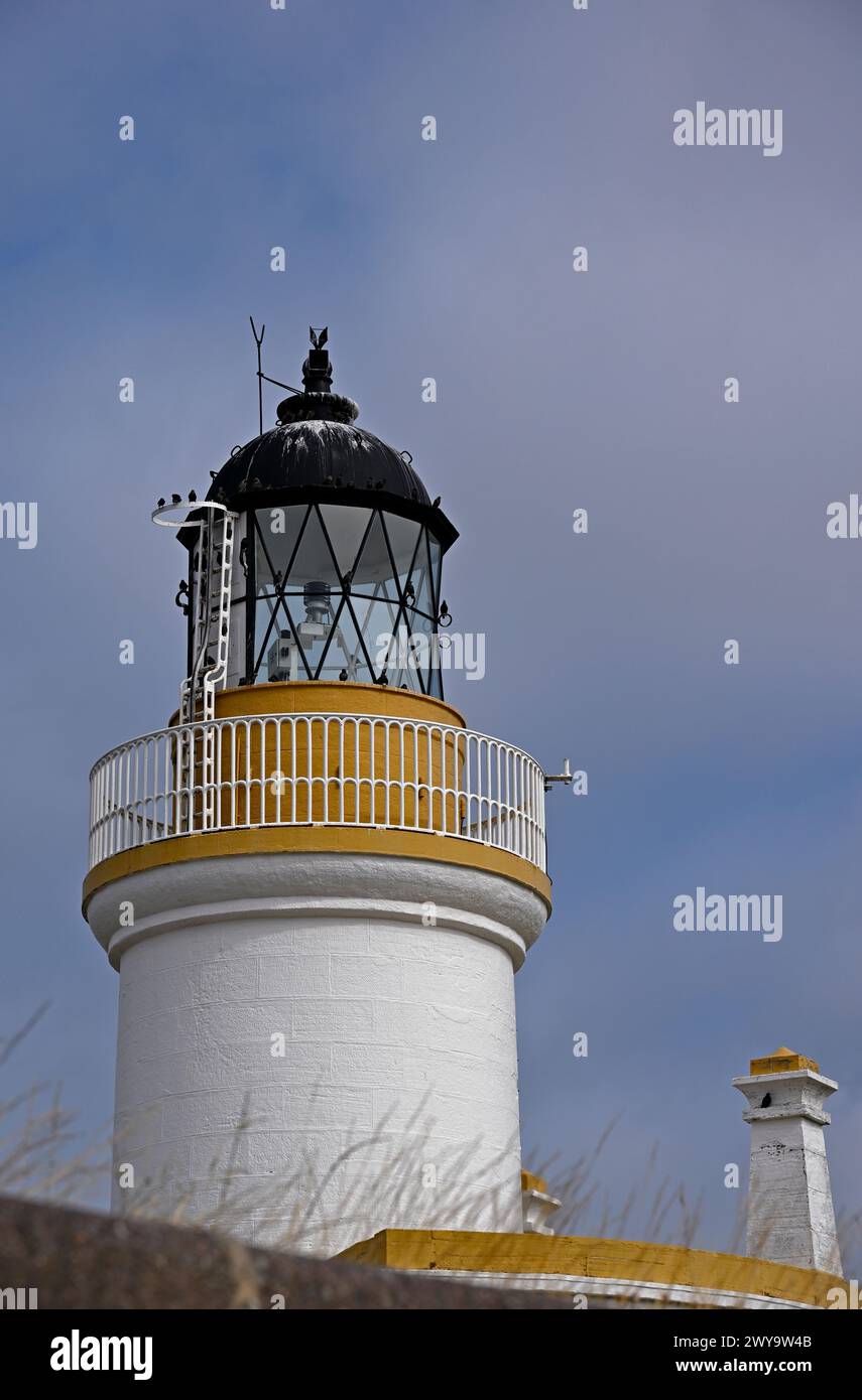 Starlinge am Chanory Point Lighthouse, Schottland, Großbritannien. Stockfoto