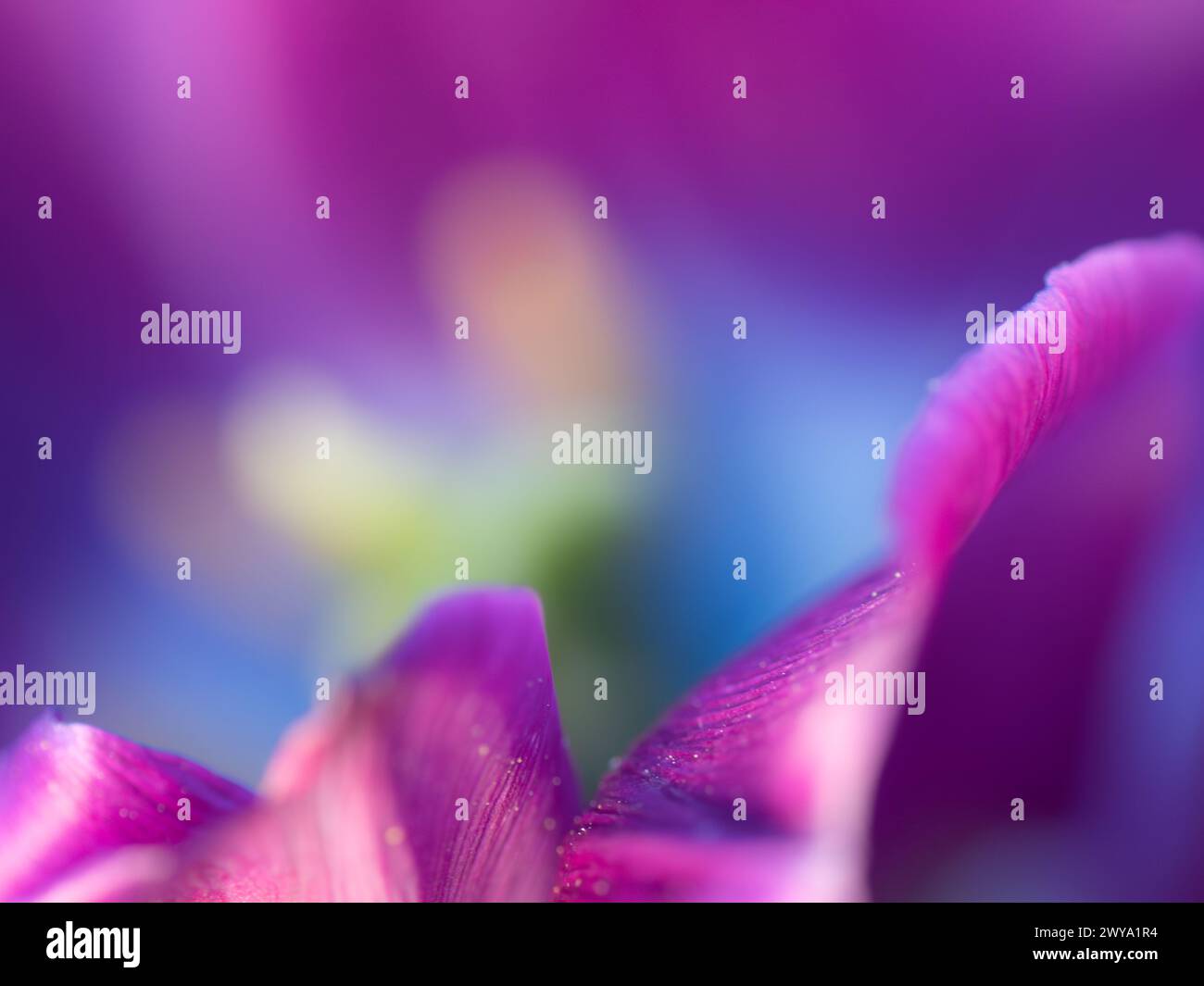 Lebhafte Nahaufnahme einer violetten Tulpe Stockfoto