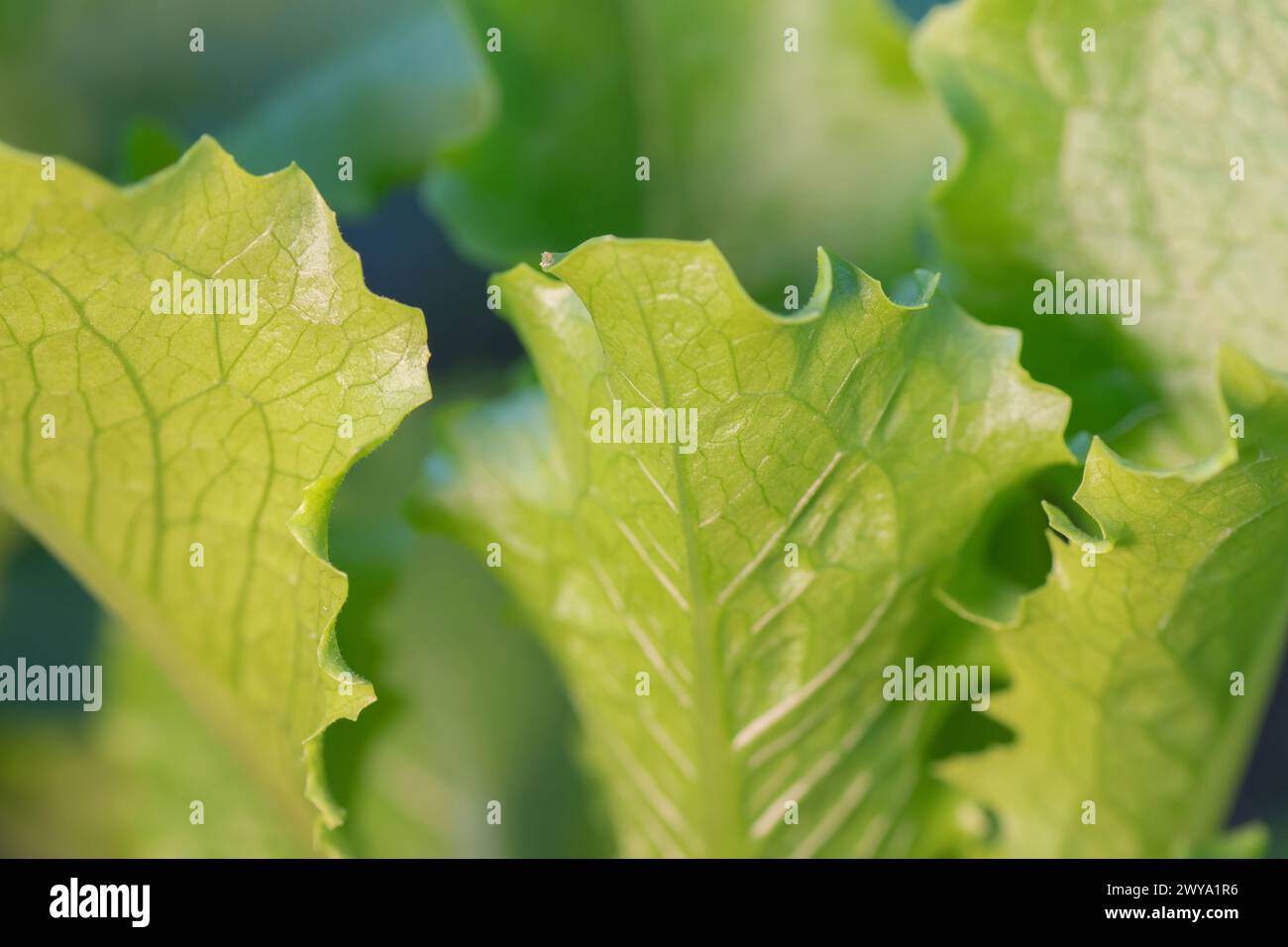 Nahaufnahme von knusprigen Salatblättern in einem Gemüsegarten. Stockfoto