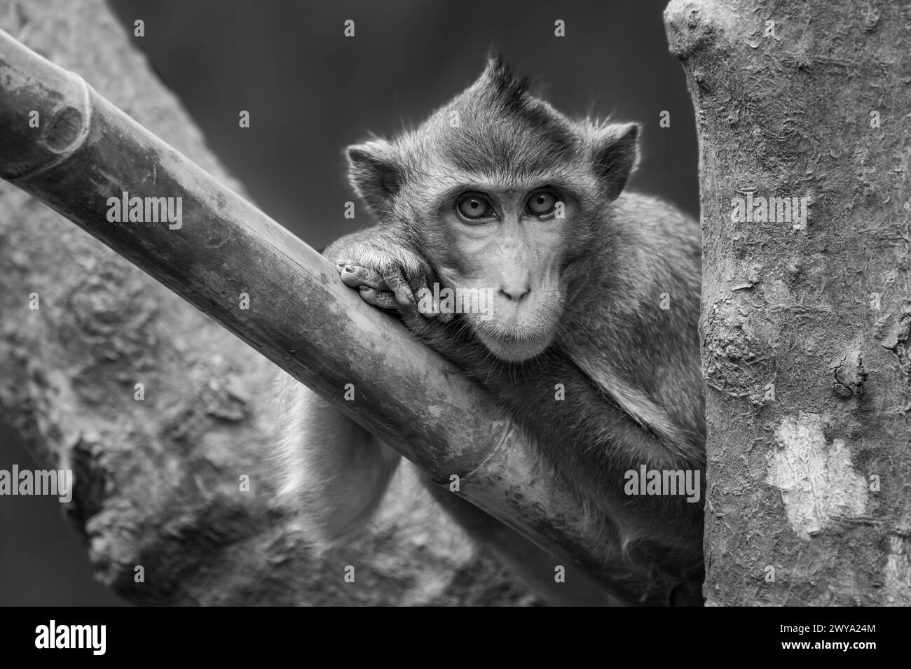 Mono-Langheck-Makaken, der den Kopf auf die Pfoten lehnt Stockfoto