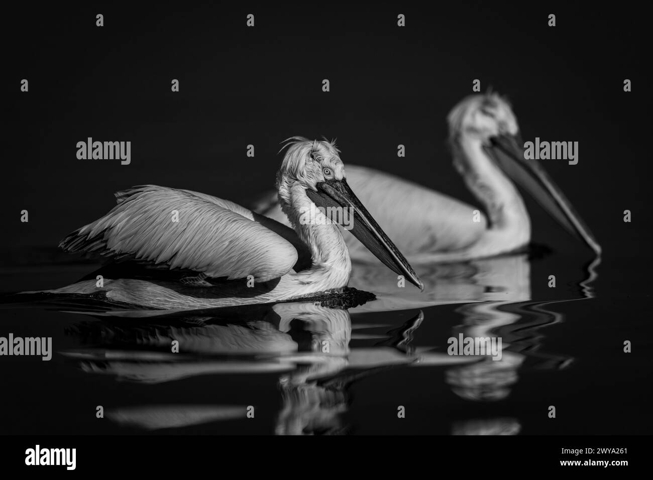 Mono zwei Pelikane schwimmen Seite an Seite über den See Stockfoto