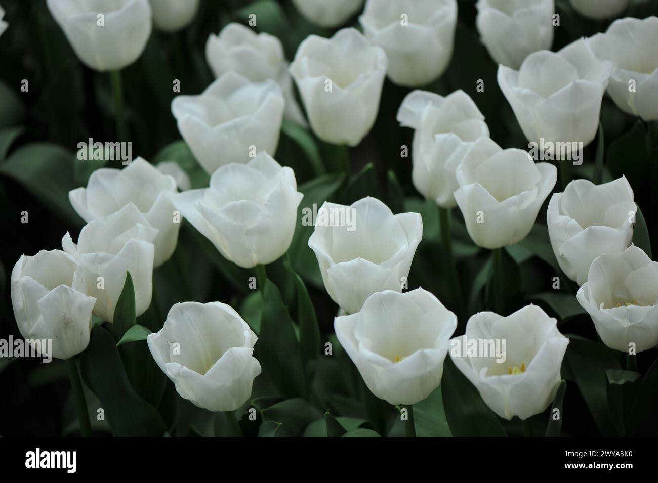 Weiße Triumph Tulpen (Tulipa) Mount Cook blühen im April in einem Garten Stockfoto