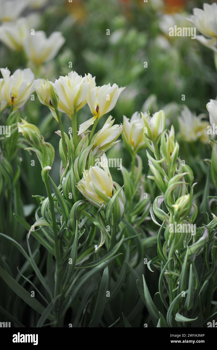 Gelb-weiße mehrblühende Fosteriana Tulpen (Tulipa) Mystery Valley mit ungewöhnlich schmalen, vielfarbigen Blättern blühen im April in einem Garten Stockfoto