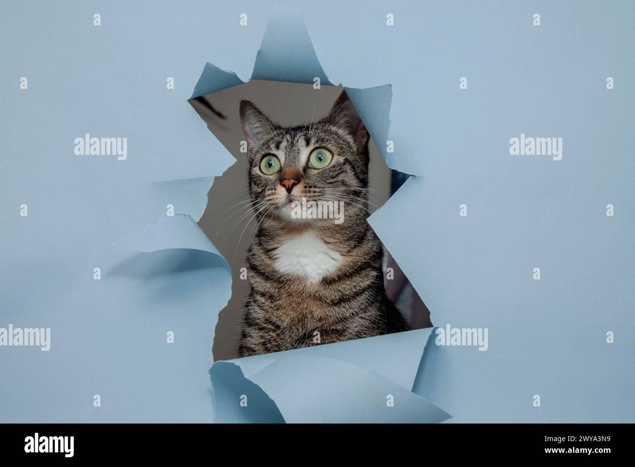 Eine neugierige Katze schaut durch ein blaues Loch in Papierschnitt Stockfoto