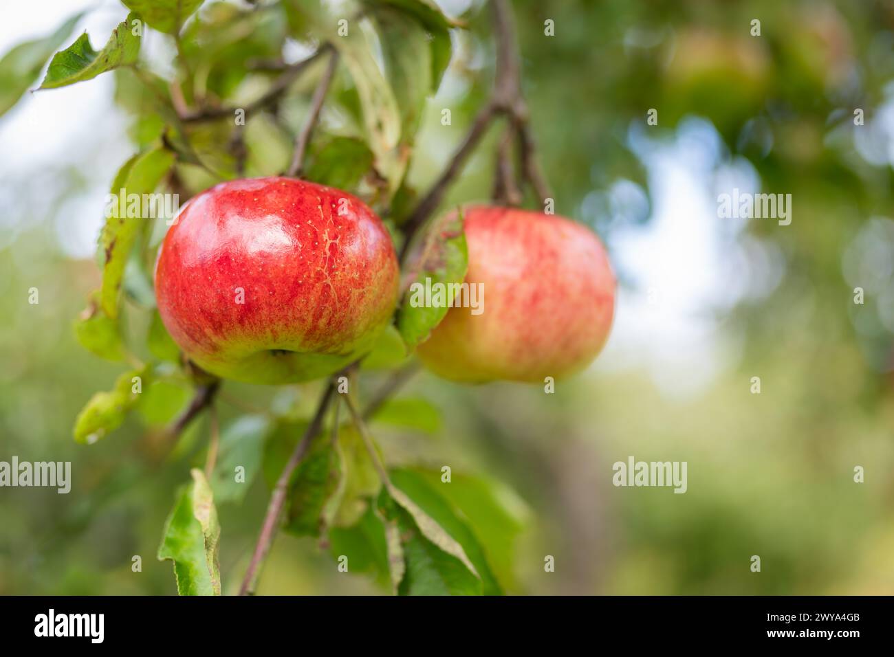 Nahaufnahme eines unfokussierten Hintergrunds von roten Apfelbäumen auf einer Farm. Backround mit frischen roten Bio-Äpfeln, die auf Zweigen mit grünen Blättern in Früchten wachsen Stockfoto