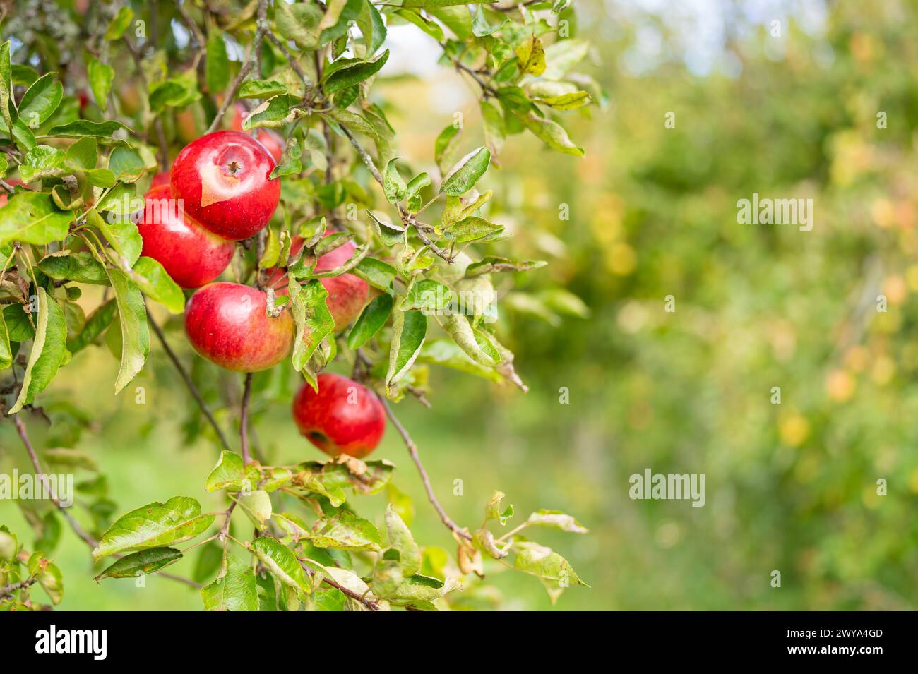 Nahaufnahme eines unfokussierten Hintergrunds von roten Apfelbäumen auf einer Farm. Backround mit frischen roten Bio-Äpfeln, die auf Zweigen mit grünen Blättern in Früchten wachsen Stockfoto