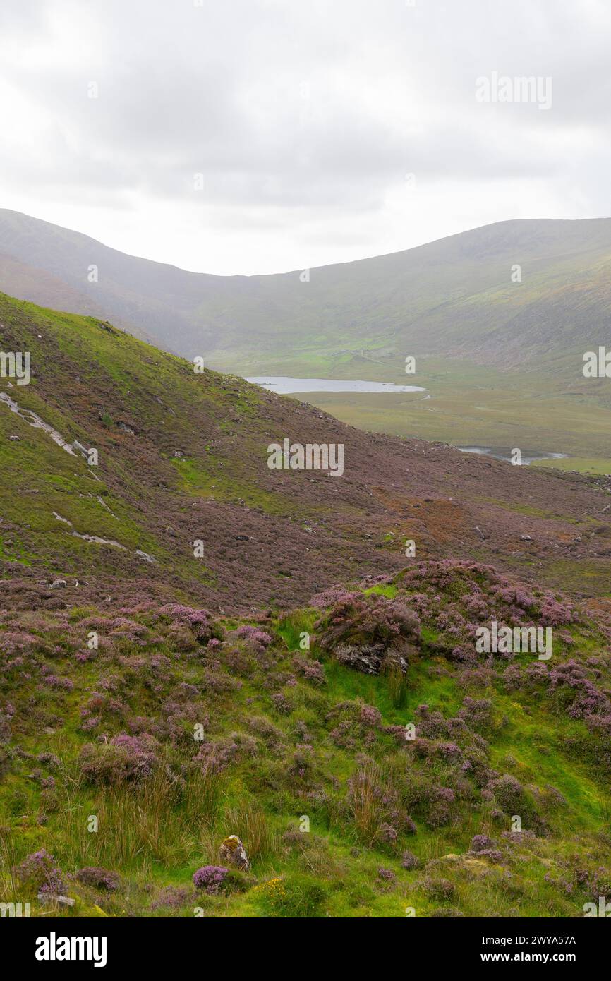 Blick vom Conor Pass, County Kerry, Irland. Stockfoto