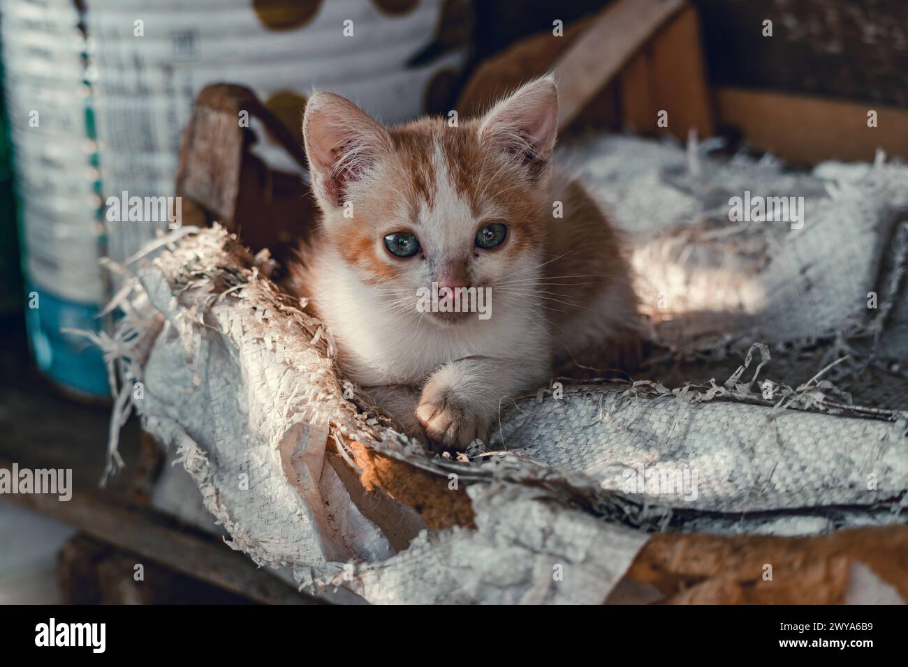 Ein orange-weißes Kätzchen mit blauen Augen liegt auf einer Decke inmitten eines Müllhaufens Stockfoto