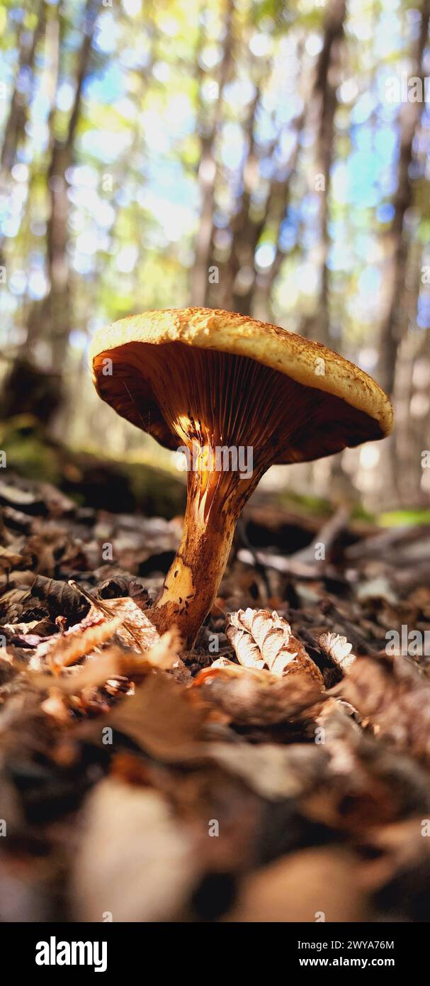 Ein Pilz, umgeben von gefallenen Blättern in der Waldlichtung Stockfoto