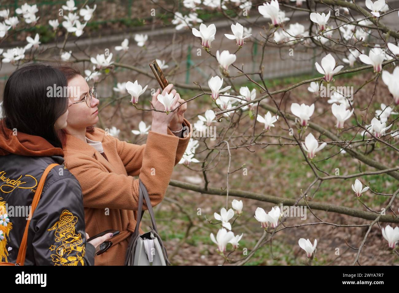 Kiew, Ukraine. April 2024. Eine Frau fotografiert blühende Blumen im botanischen Garten der Taras Schewtschenko Nationalen Universität Kiew in Kiew, Ukraine, 3. April 2024. Quelle: Roman Petushkov/Xinhua/Alamy Live News Stockfoto