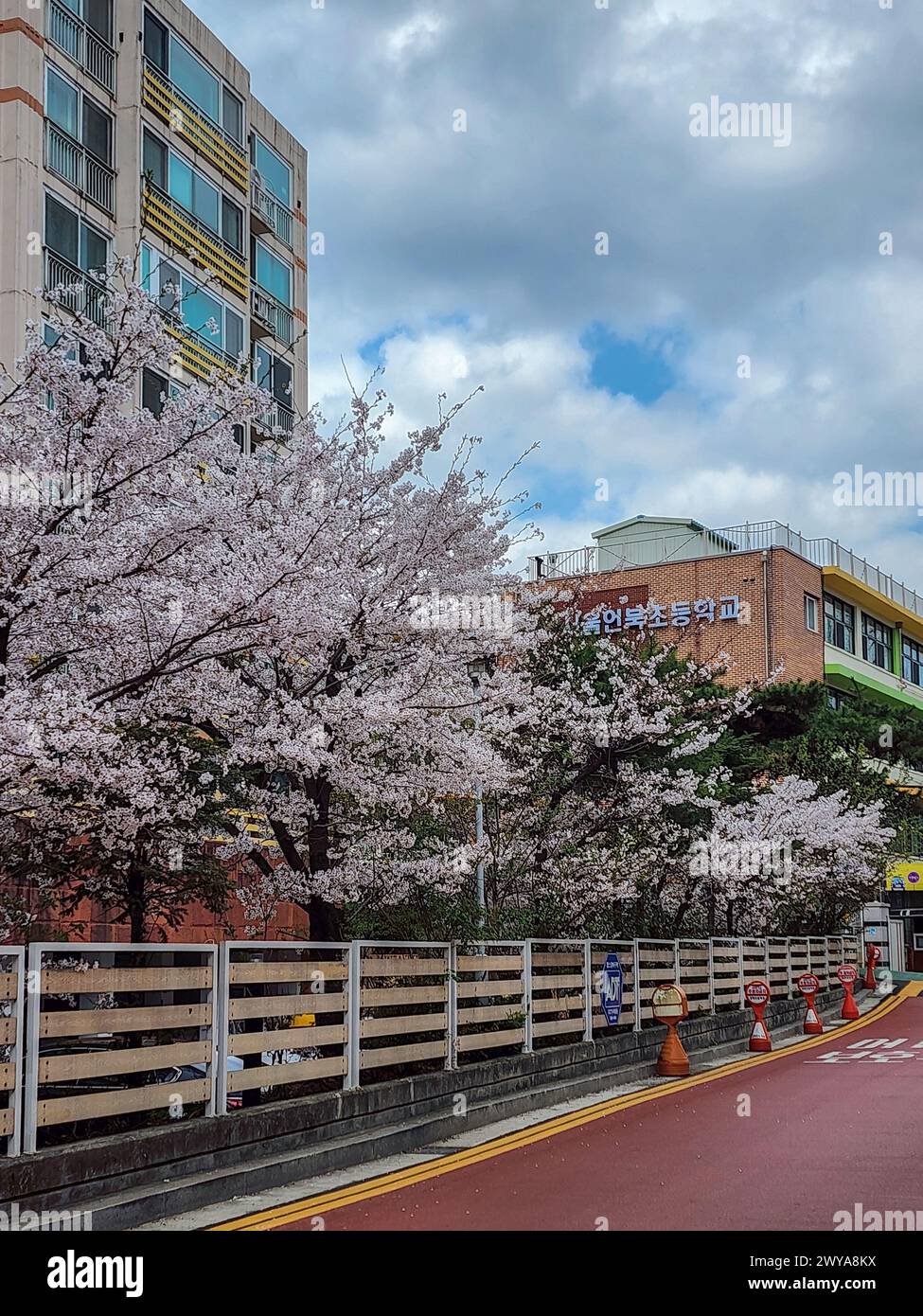 Gangnam-gu, Seoul, Südkorea - Kirschblüte in voller Blüte auf der Straße vor einer Grundschule Stockfoto