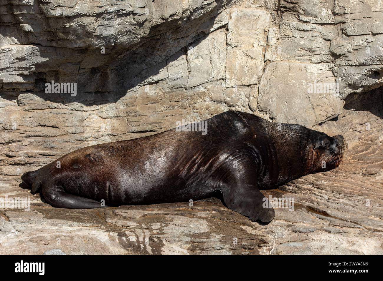 Ruhiger Pazifischer Walrus auf Cliff - majestätische Wildlife Scene Stockfoto