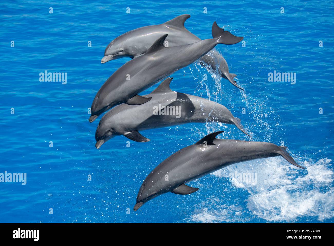 Dynamische Atlantische große Delfine, die im Meer springen Stockfoto