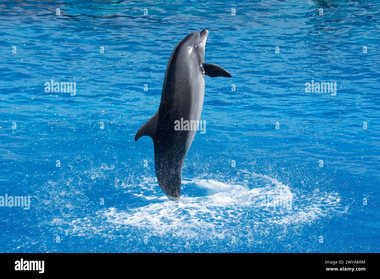 Atlantischer großer Delfin, der ins Wasser springt - verspieltes Marine Wildlife Splash Stockfoto