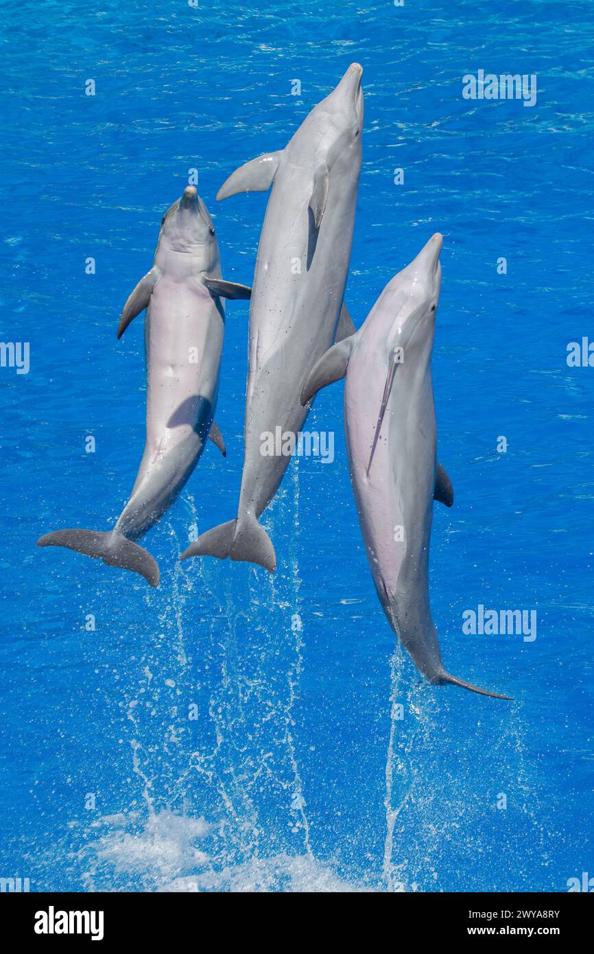 Dynamische Atlantische große Delfine, die im Meer springen Stockfoto