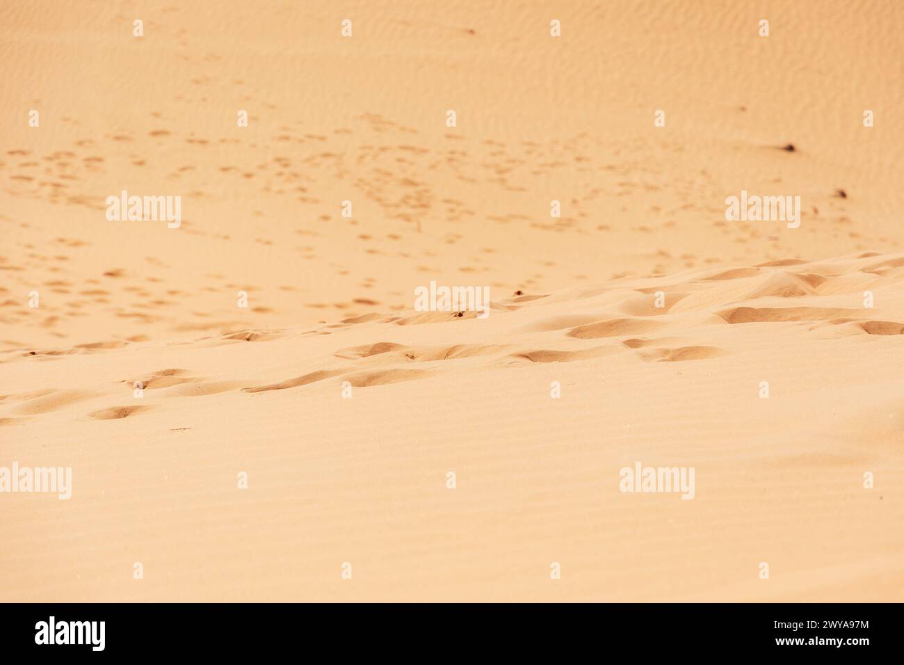 Lebhafte gelbe Sandkornstruktur. Ein Fußpfad in der Wüste. Abstrakte Naturhintergründe und Muster Stockfoto