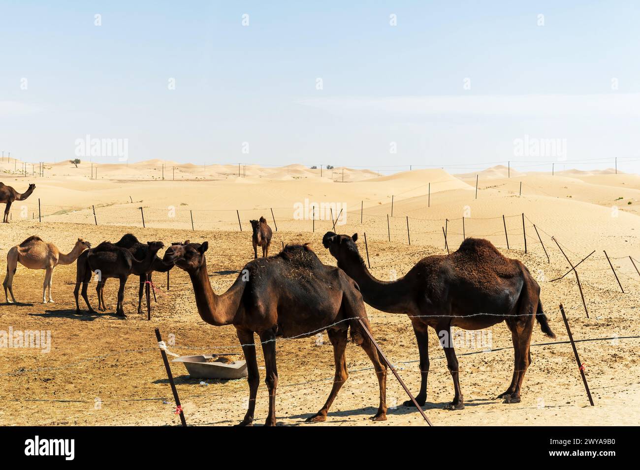 Eine Kamelherde tief im Sand der arabischen Wüste. Natur- und Tierthemen Stockfoto