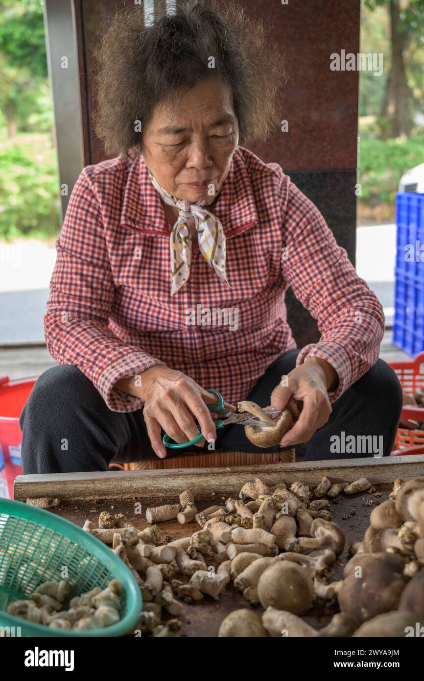Frau schneidet fleißig Pilze an einem Holztisch auf einem lokalen Markt in Guanziling Hot Spring Stockfoto