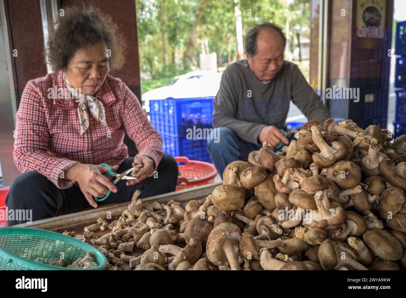 Gruppe von Menschen schneidet fleißig Pilze an einem Holztisch auf einem lokalen Markt in Guanziling Hot Spring Stockfoto