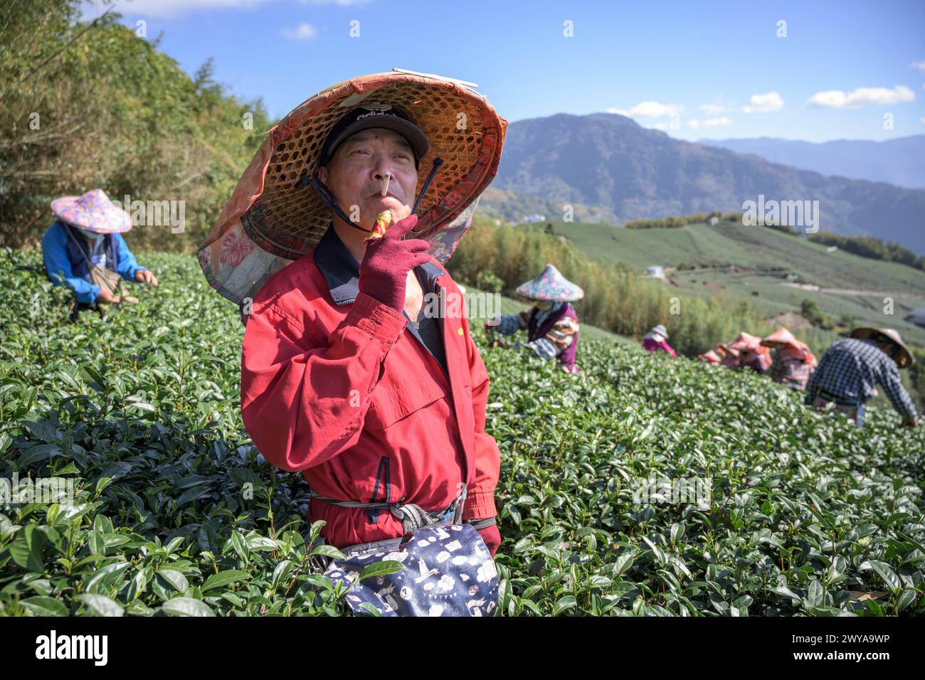 Teebauer in roter Jacke macht eine Pause und raucht in A Stockfoto