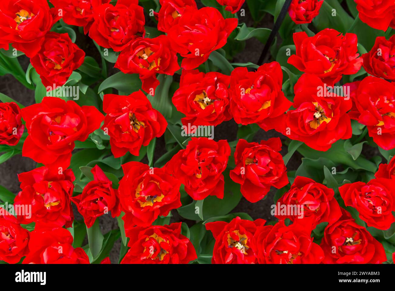 Eine Nahaufnahme von vielen blühenden, wunderschönen roten Pfingstrosen-Blumen Stockfoto