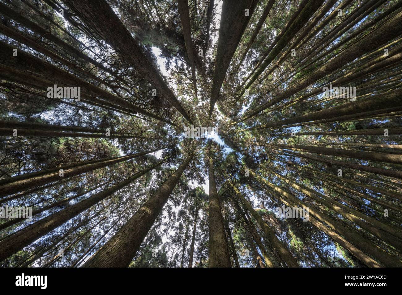 Hohe Kiefern im Alishan-Nationalpark Stockfoto