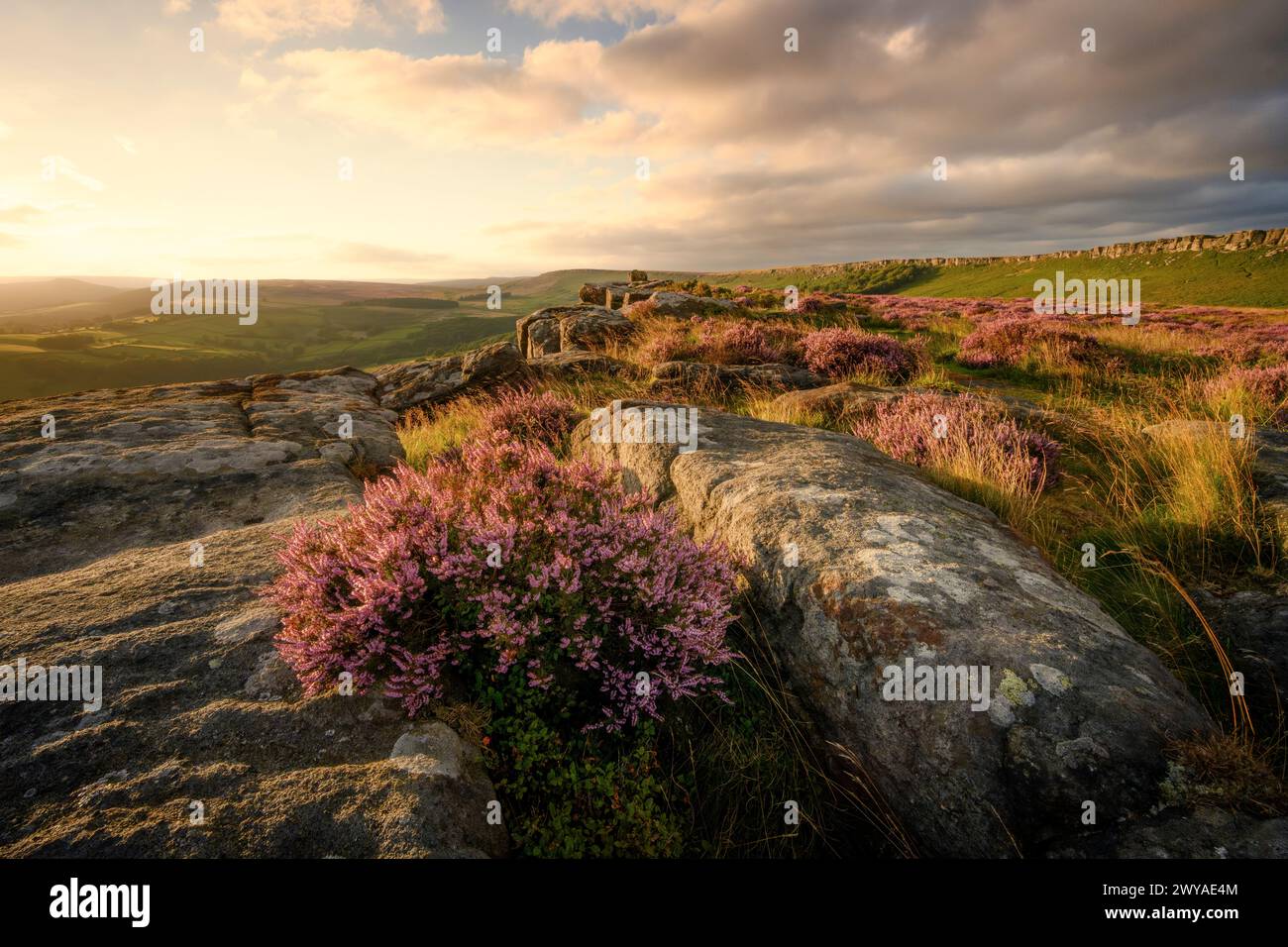 Blühende Heidekraut auf Carhead Rocks, wenn die Sonne an einem Sommerabend untergeht. Stockfoto