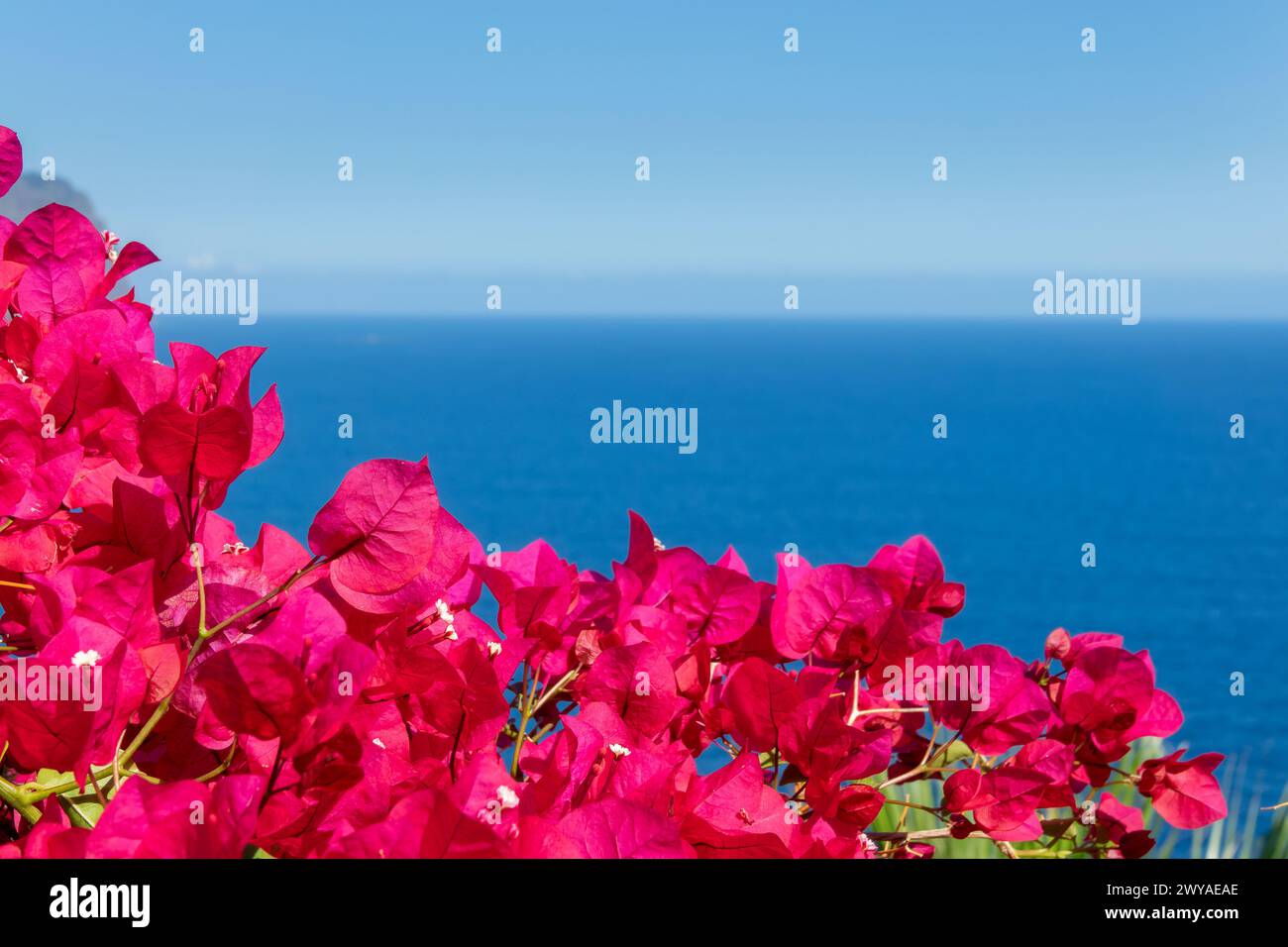 Bougainvillea Blumen und Ozean Hintergrund mit Copyspace Stockfoto