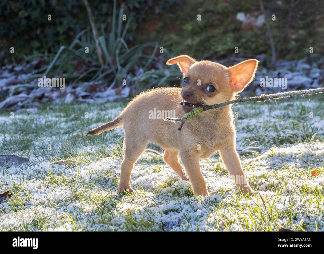 chihuahua Kreuzhund hat Spaß Stockfoto