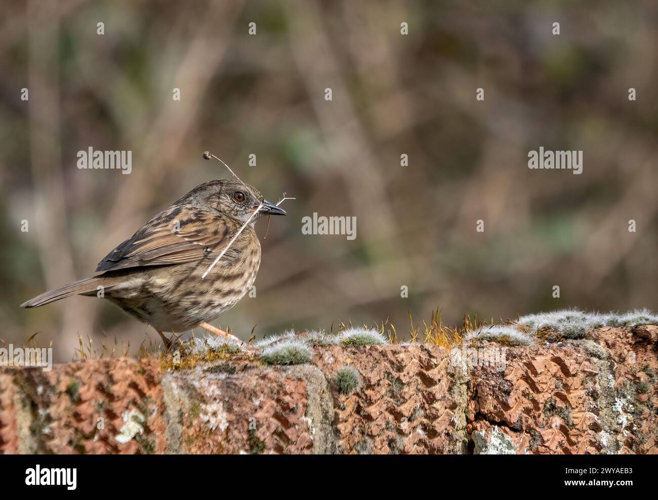 Dunnock-Vogel Stockfoto