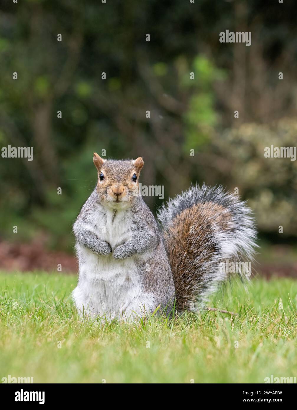 Eichhörnchen posiert auf Gras Stockfoto