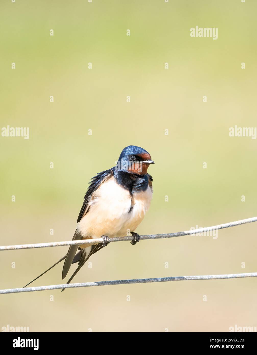 Auf Stahldraht schlucken Stockfoto