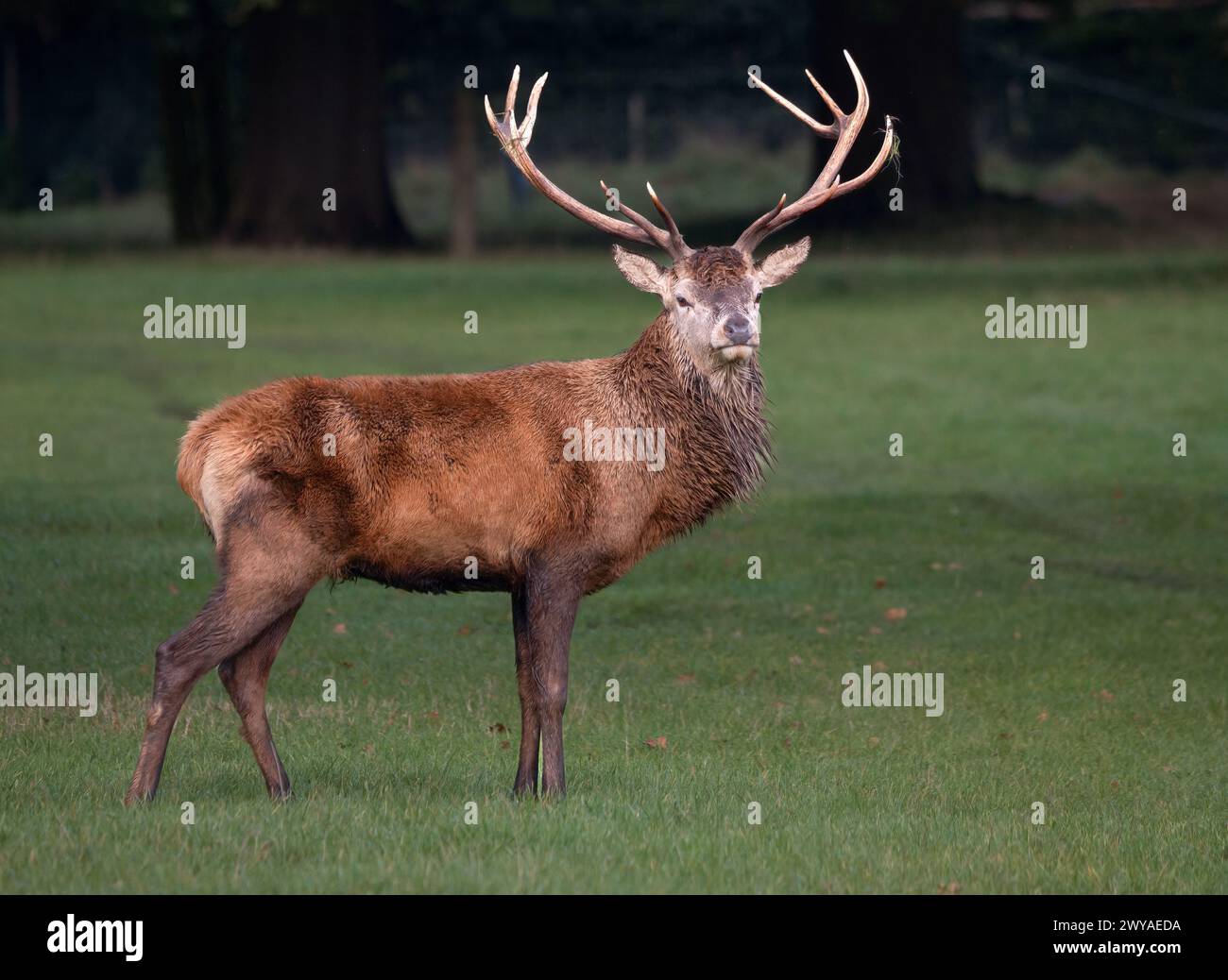 Rotwild-Hirsch Stockfoto