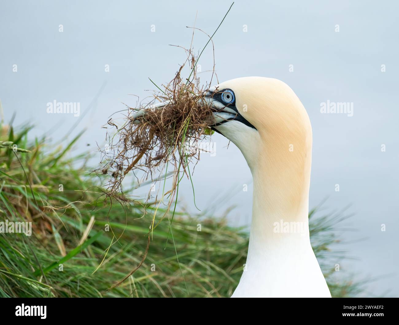 Gannet mit Verschachtelung material Stockfoto