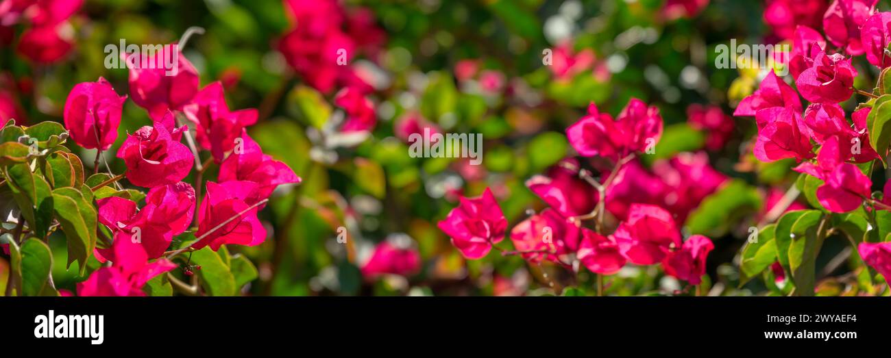 Nahaufnahme von boungainvillea Blumen, Panorama Web Banner Stockfoto
