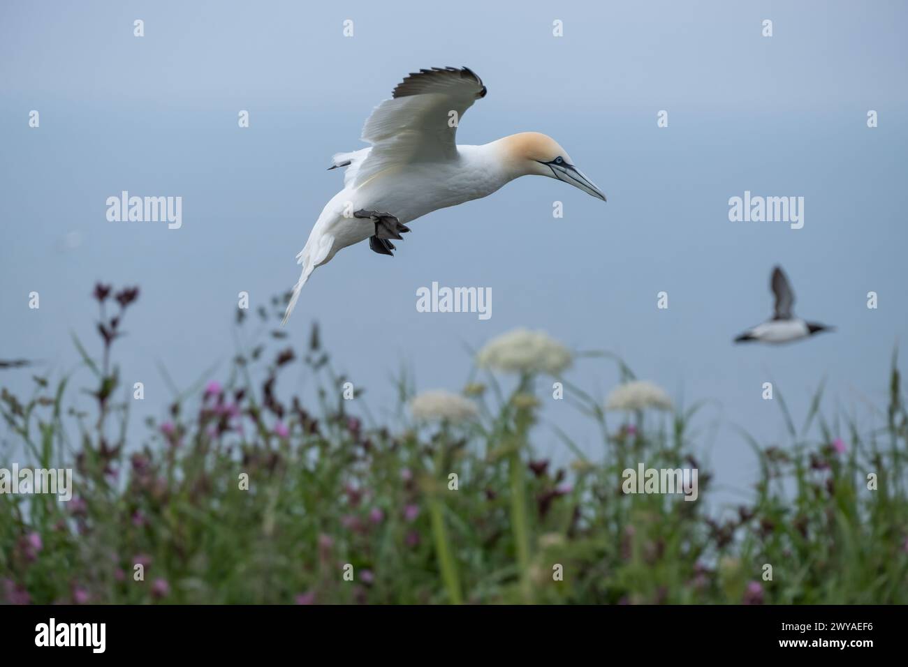 Tölpel fliegen Stockfoto