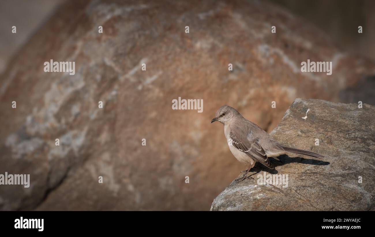 Nördlicher Spottvogel auf großem Felsen Stockfoto