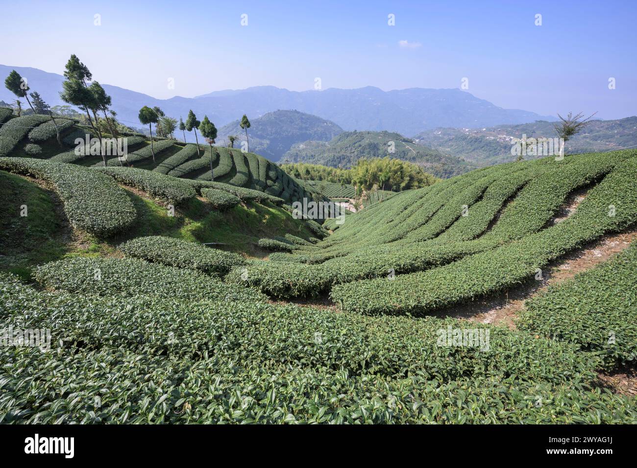 Weitläufiger Blick auf Teeplantagen in Meishan Township, die sich über sanfte Hügel mit klarem blauen Himmel erstrecken Stockfoto