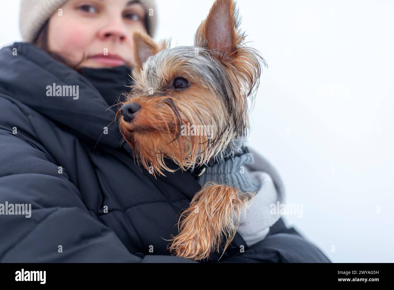 Niedlicher yorkshire-Terrier-Welpe in den Händen einer Frau Stockfoto