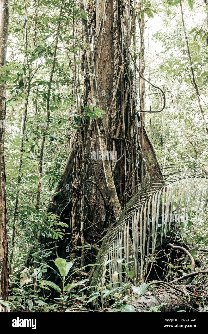 Bäume im Amazonaswald Stockfoto
