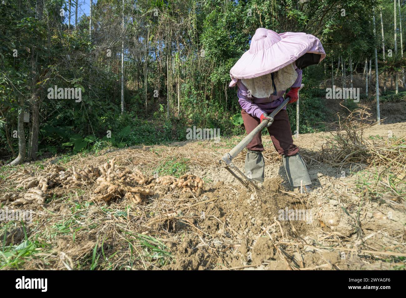 Ein Bauer mit Hut gräbt Erde mit einer Hacke aus, um Ingwerwurzeln auf einem Feld zu ernten Stockfoto