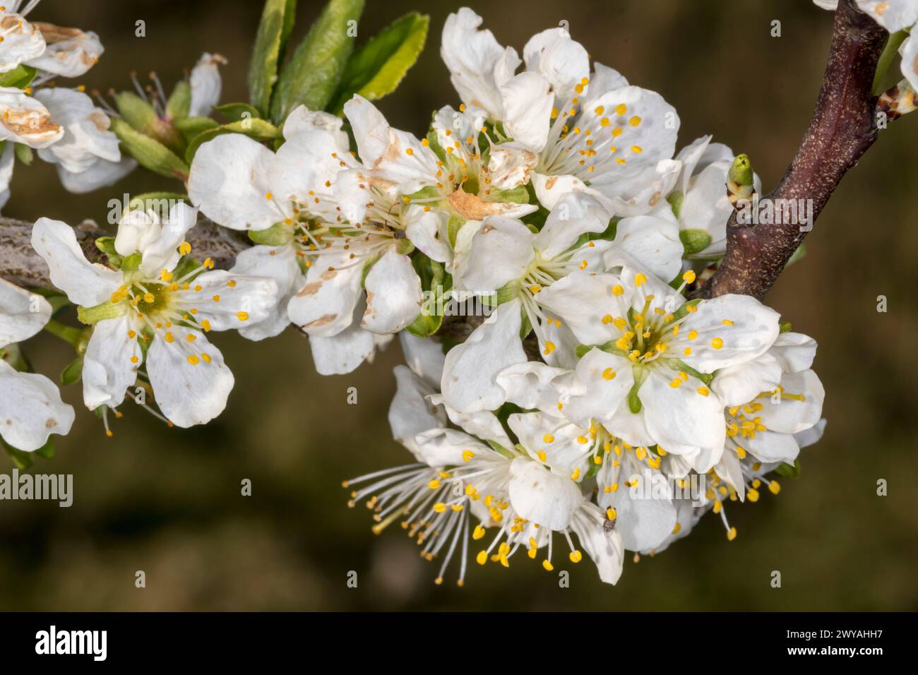 Frühlingsblüte auf einem Pflaumenbaum, Prunus domestica „Burbank Giant Prune“. Stockfoto