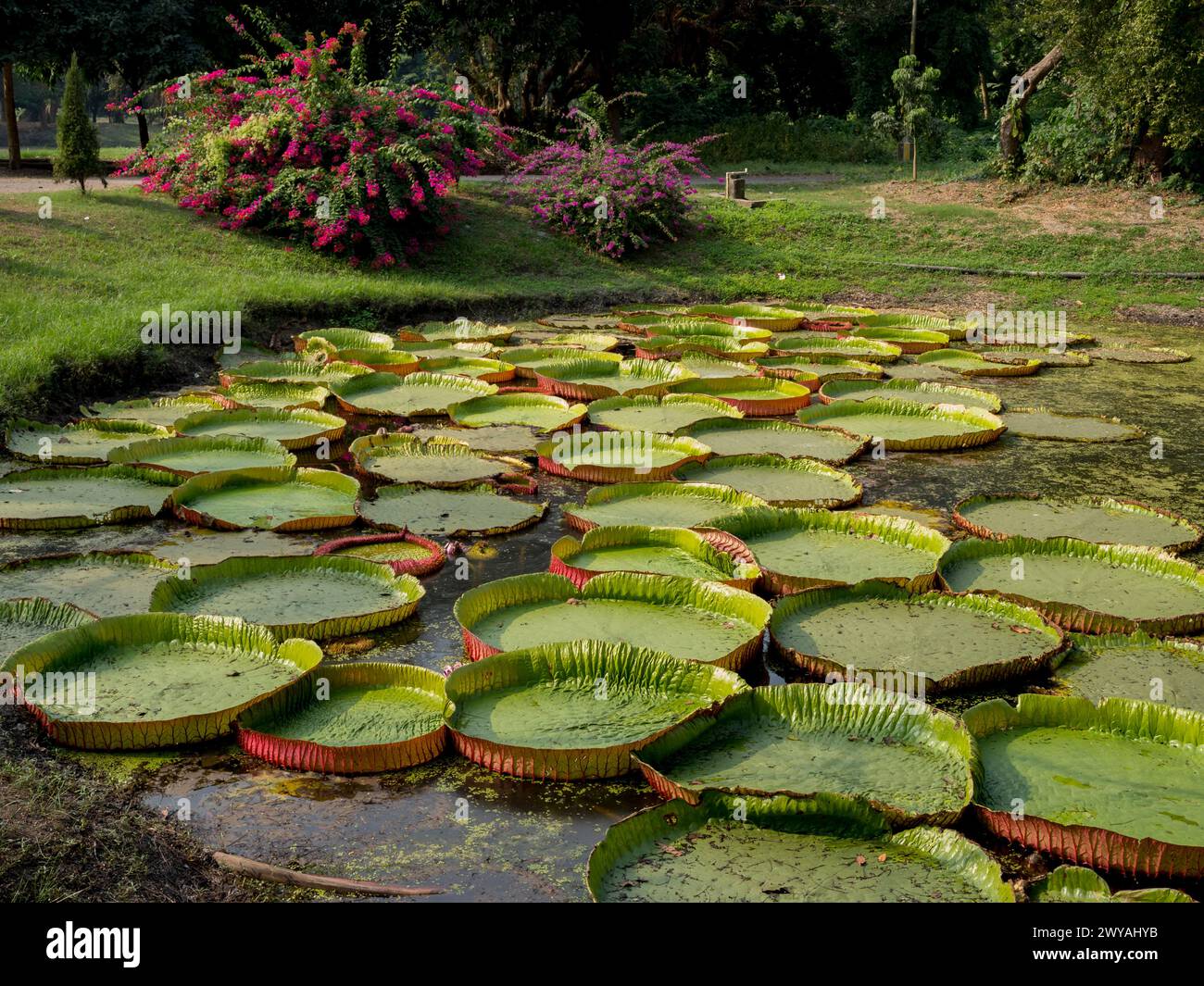 Indien, Kalkutta, Botanischer Garten Stockfoto