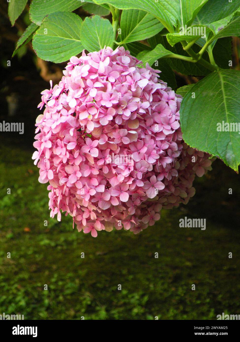 Wunderschöner Strauß von rosa Hortensien Stockfoto