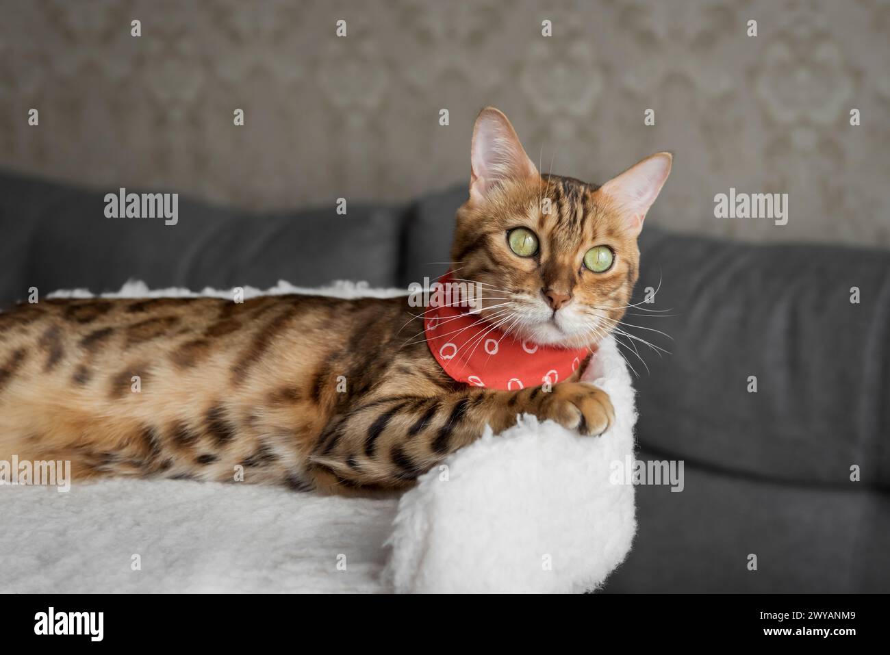 Bengalische Katze, die auf einem Katzenbett im Wohnzimmer liegt. Katze im Innenraum. Stockfoto