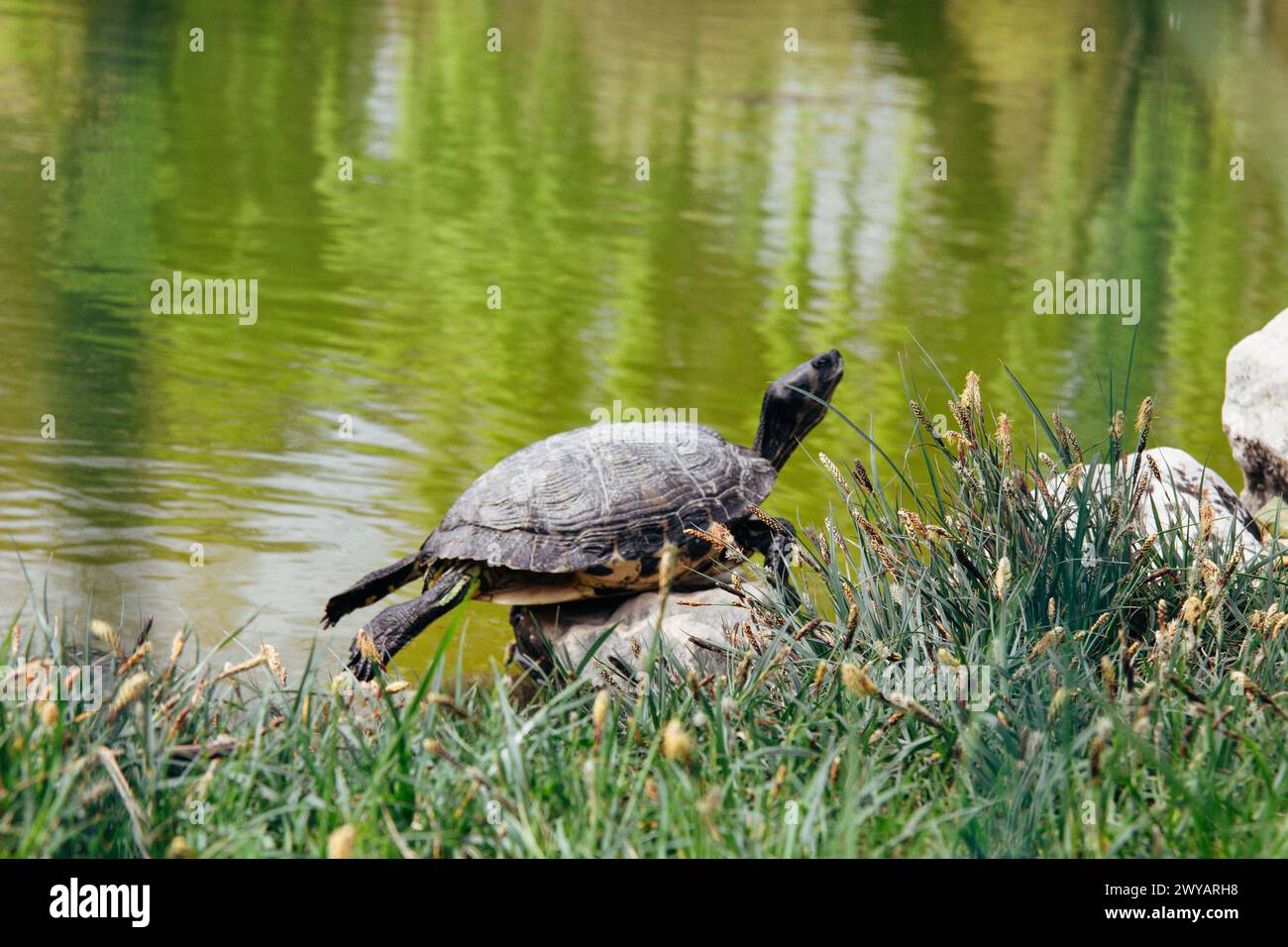 Schildkröte in Italien auf der Sonne Stockfoto