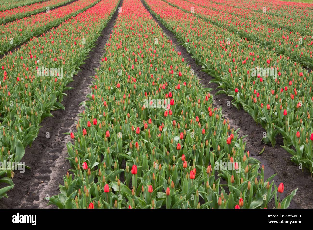 Blühendes Tulpenfeld mit roten Blüten, die Zwiebeln sind noch am frühen Morgen geschlossen Stockfoto