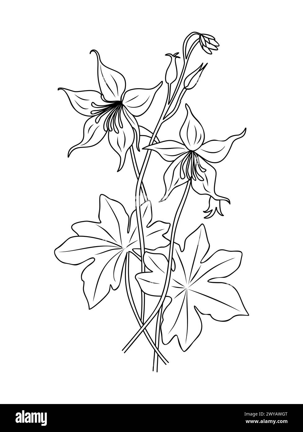 Columbine Blumen Linie Kunst Hand gezeichneter Vektor. Stock Vektor