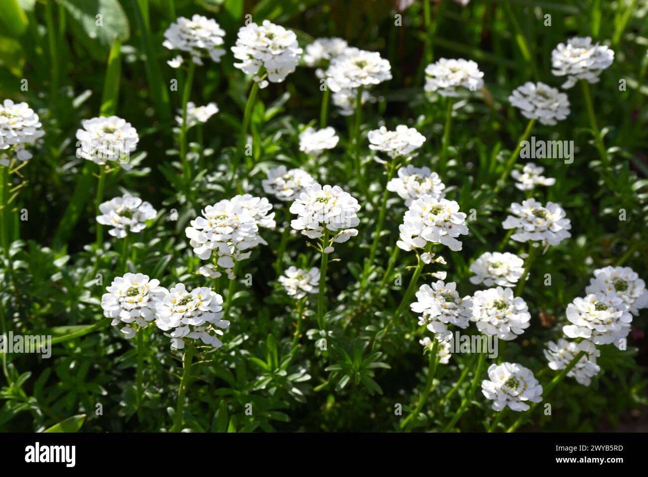 Strahlend weiße Frühlingsblumen von immergrünen, ausdauernden Bonbons, Iberis sempervirens wächst im britischen Gartenmarsch Stockfoto