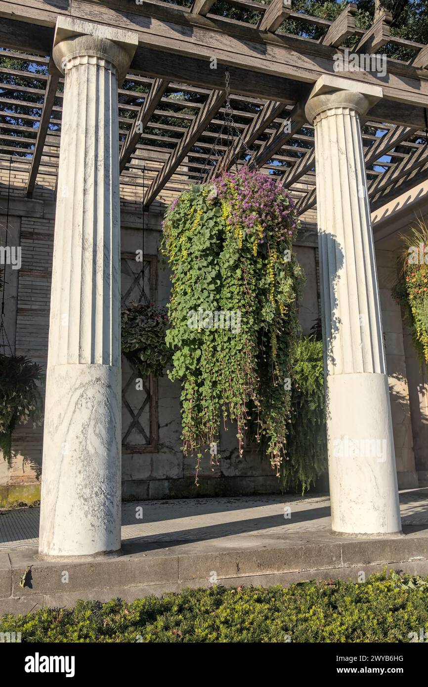 Hängende Pflanzen zwischen Säulen im römischen Stil (dekorative Farne) berühmte untermyer Gärten (yonkers) griechisch inspirierte Villa, Landgut Museum öffentliche PA Stockfoto